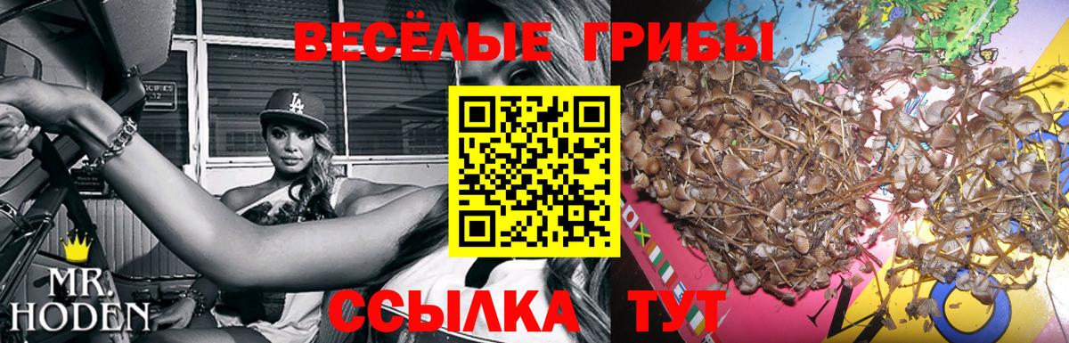 Ишимбай  Псилоцибиновые грибы MAGIC MUSHROOMS  Вход с VPN  Галлюциногенные грибы GOLDEN TEACHER 